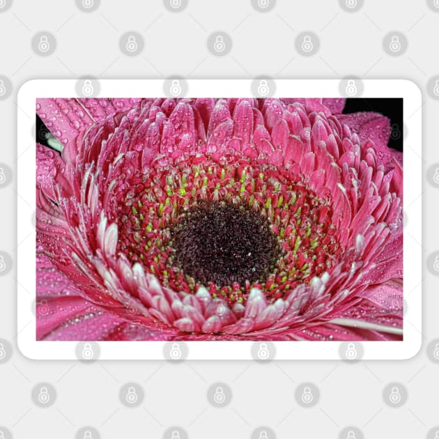 A pink Gerbera Daisy. Sticker by ikshvaku